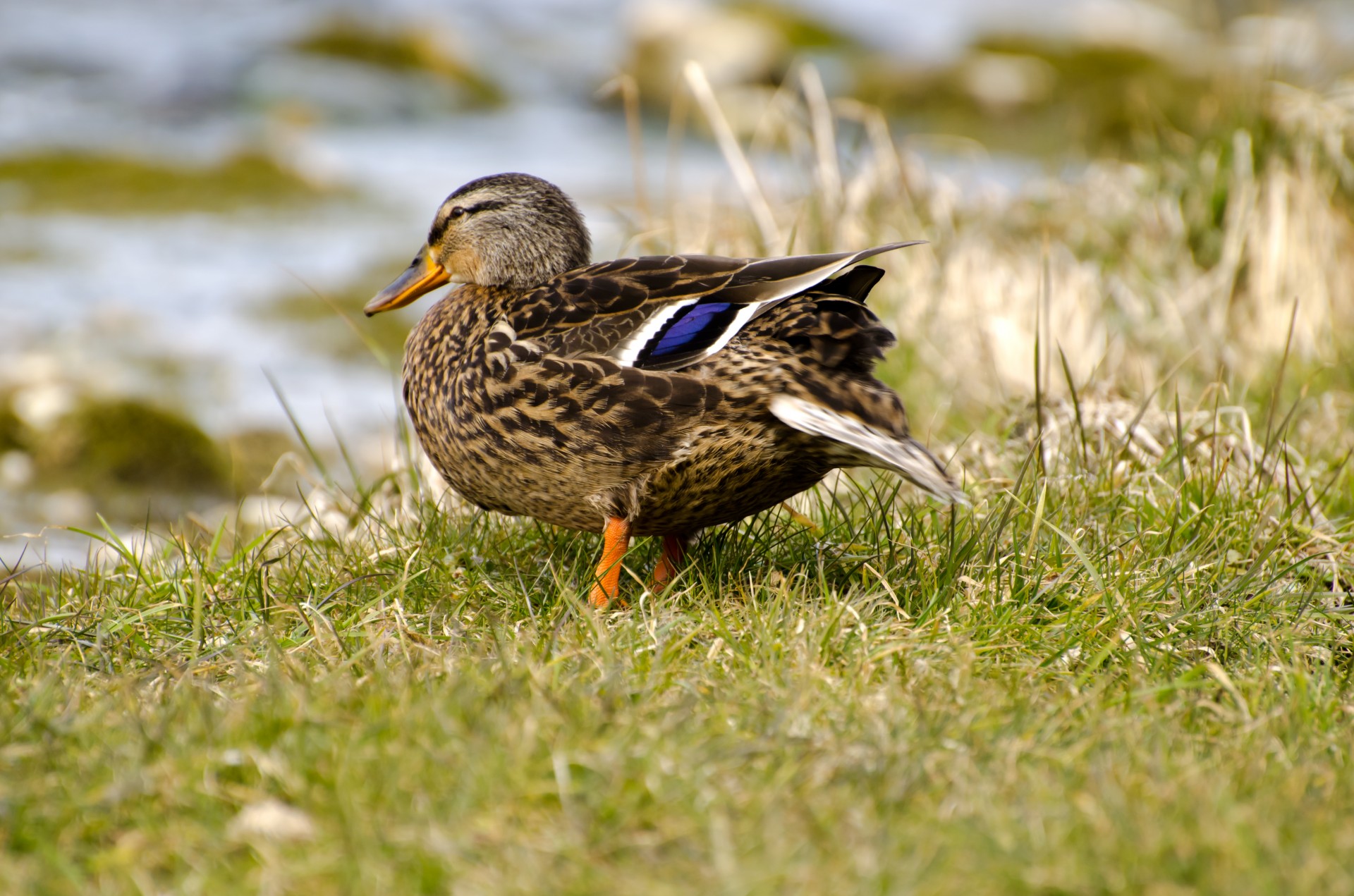 mallard duck view free photo