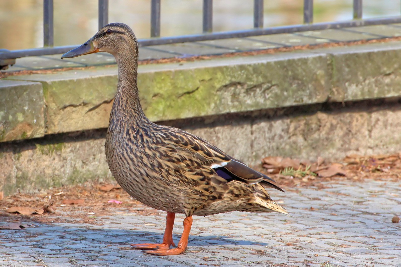 mallard duck park free photo