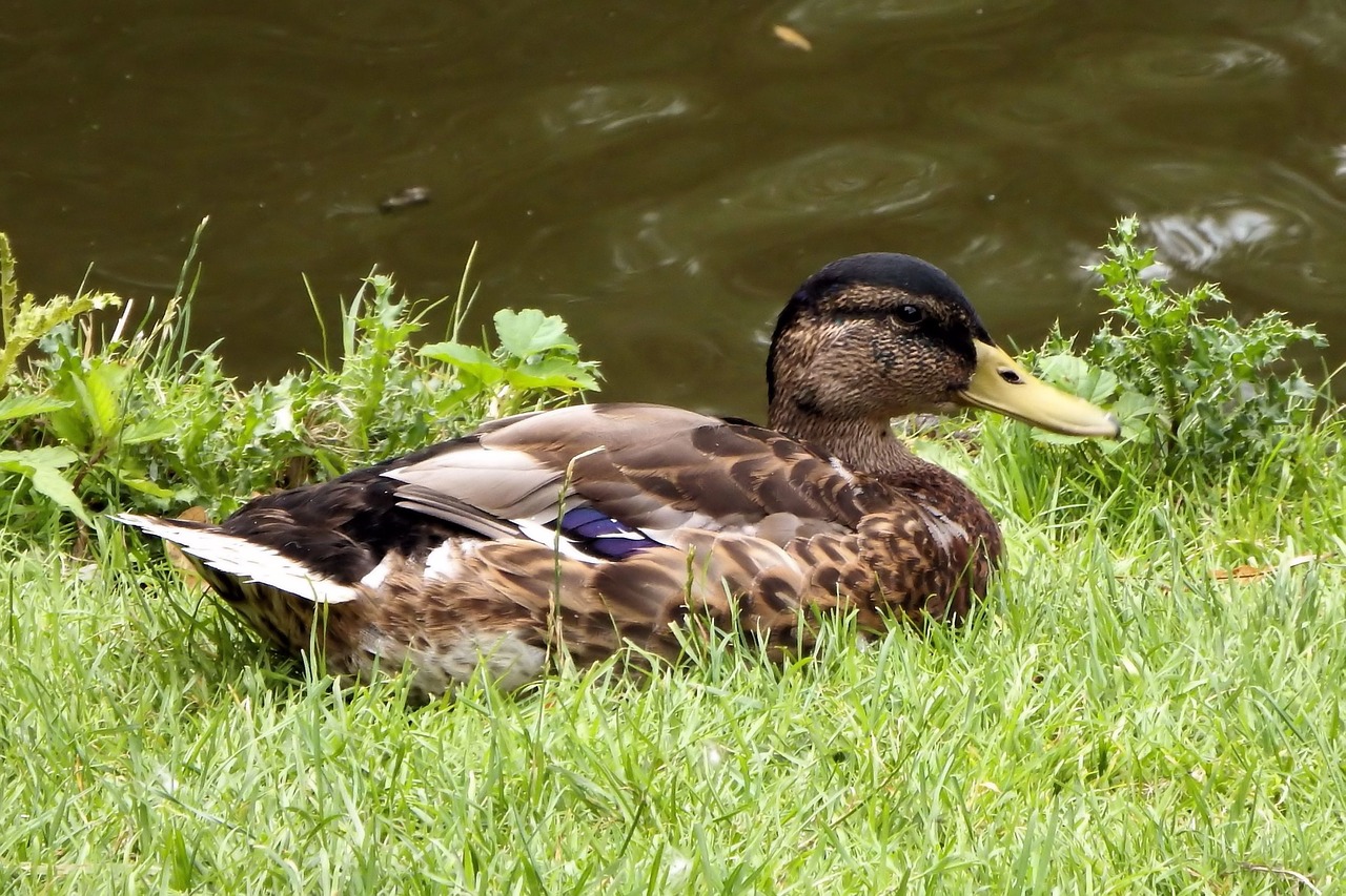 mallard duck meadow free photo