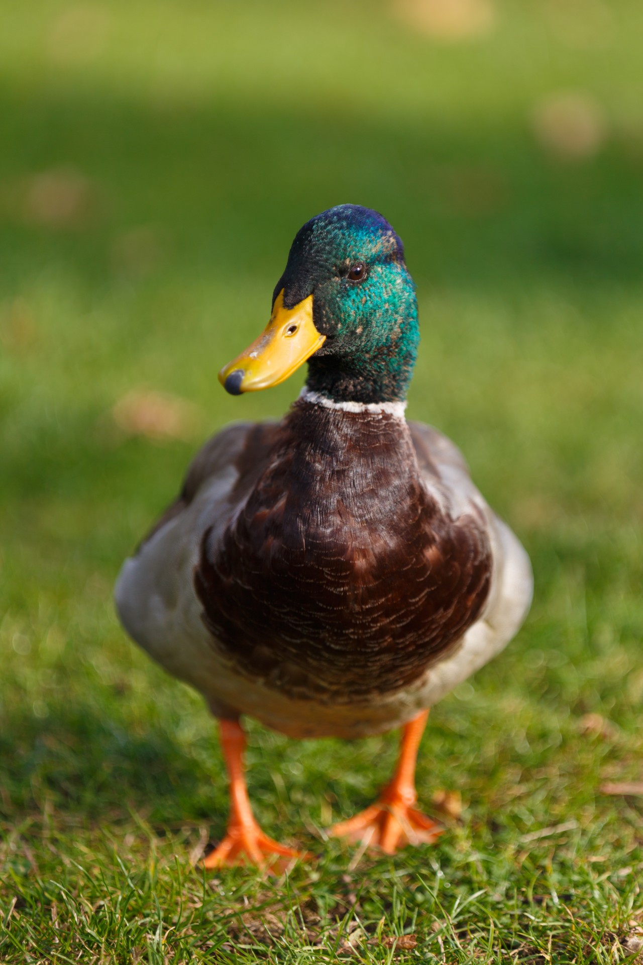 duck bird mallard free photo