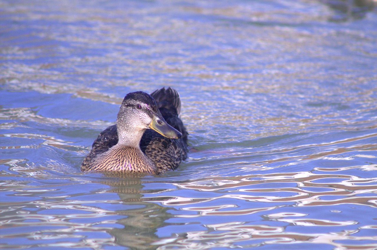 mallard blue water free photo