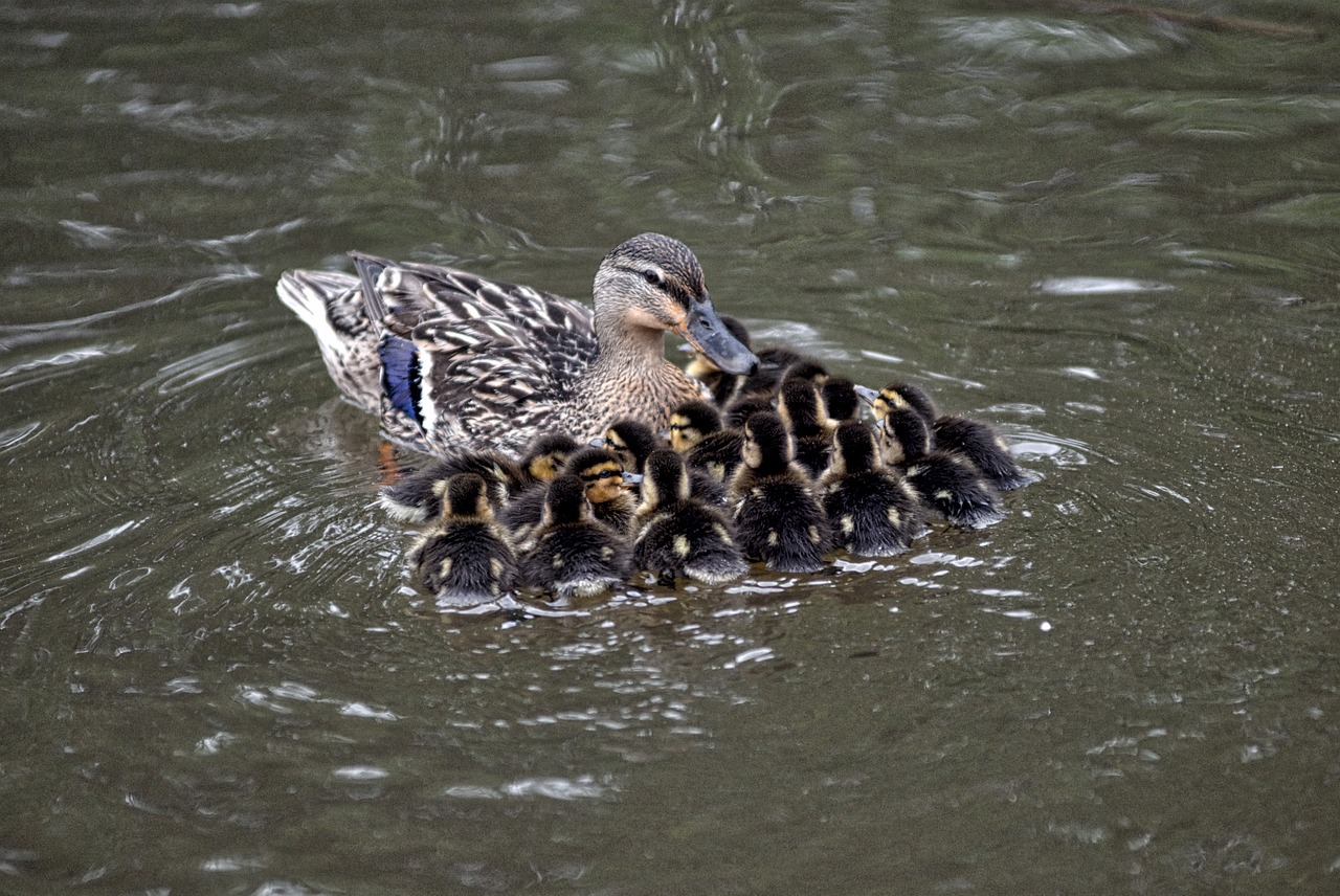 mallard chicks pond free photo