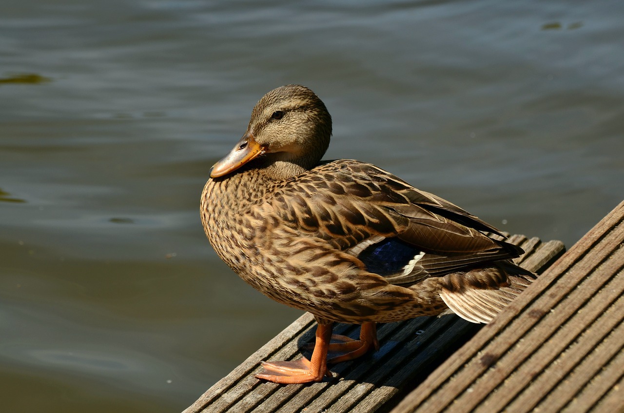 mallard duck female mallard free photo