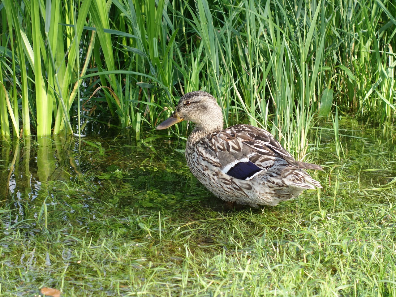 mallard female duck free photo