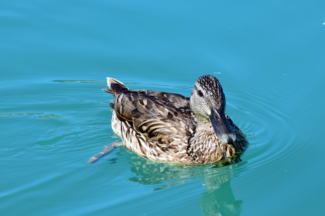 mallard water animal free photo