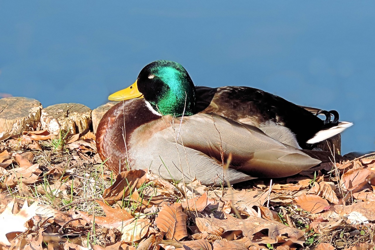 mallard duck drake free photo