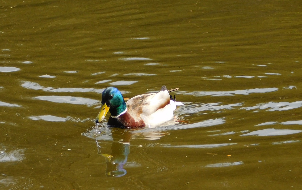 mallard swim water bird free photo