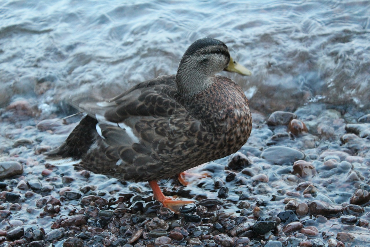 mallard animals bird free photo