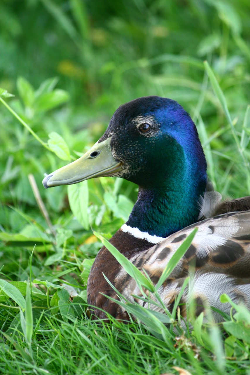 mallard duck bird free photo