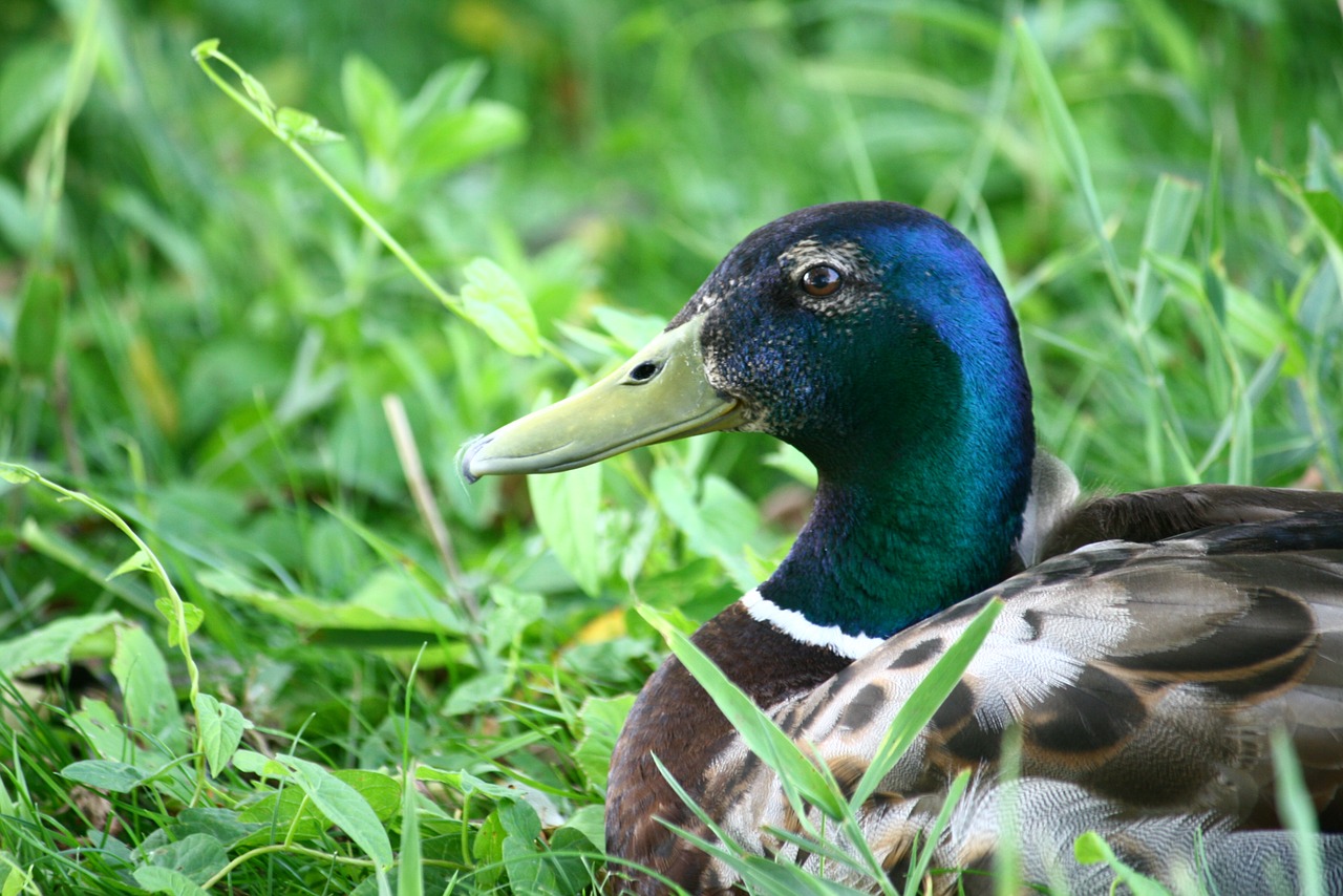 mallard duck bird free photo