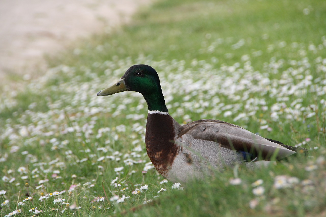 mallard drake meadow free photo