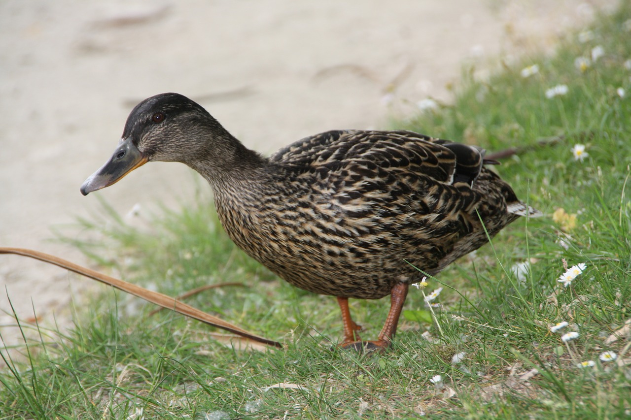 mallard meadow water bird free photo