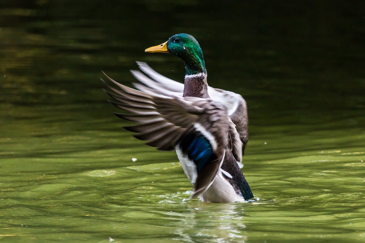 mallard azulón ave free photo