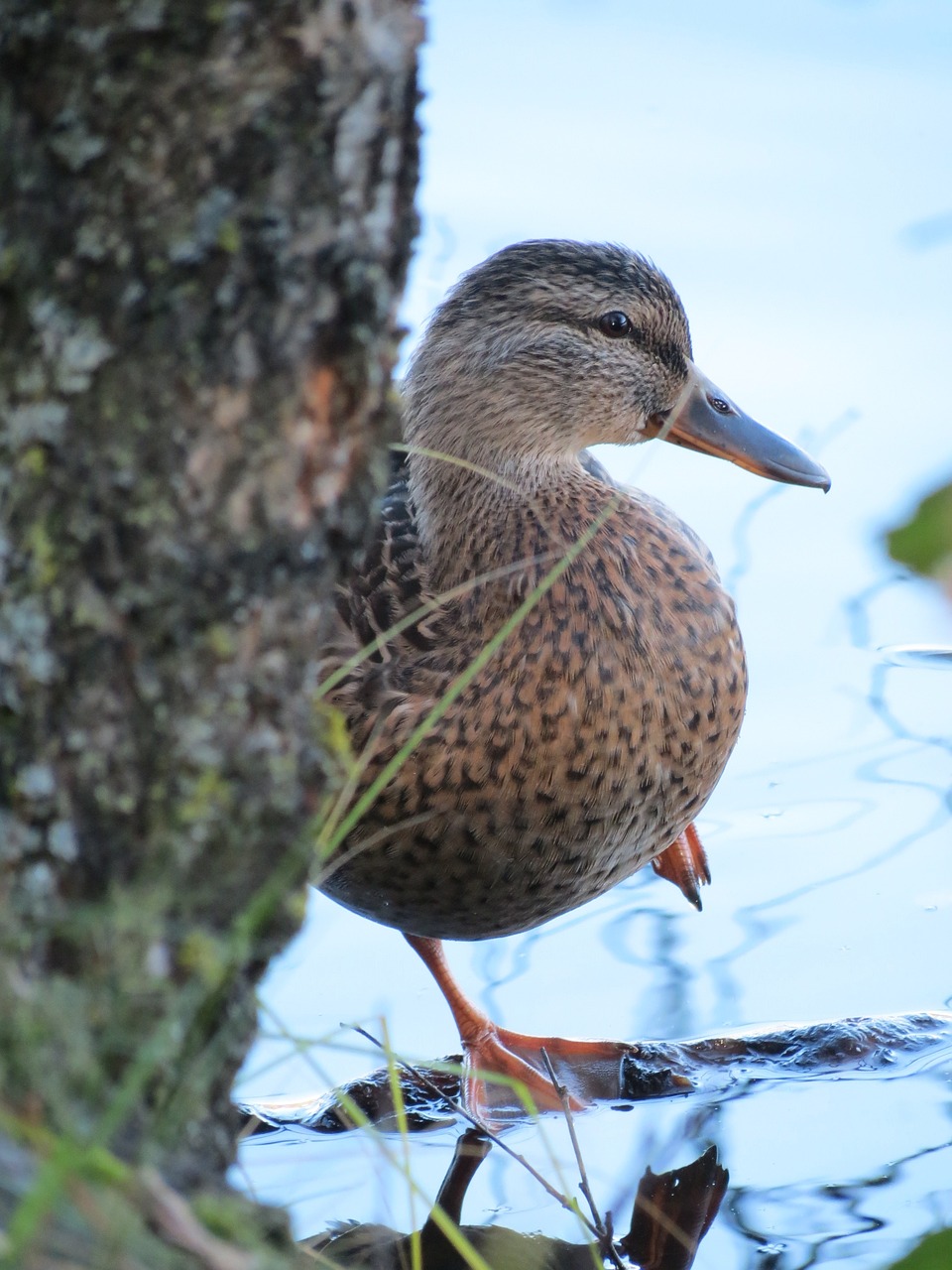 mallard anas platyrhynchos the flippers free photo