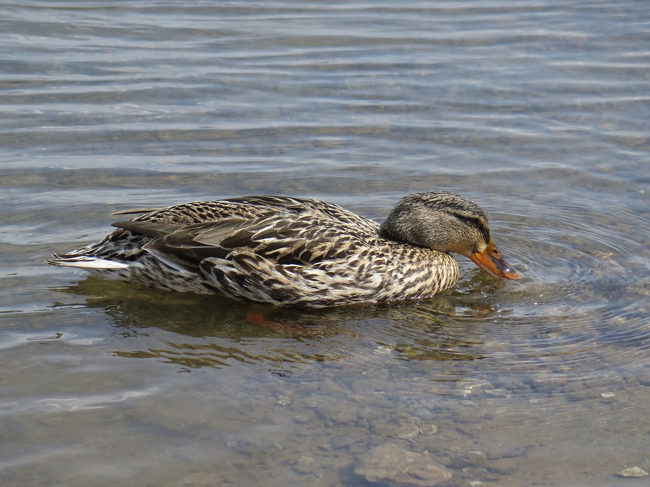 mallard duck swimming free photo