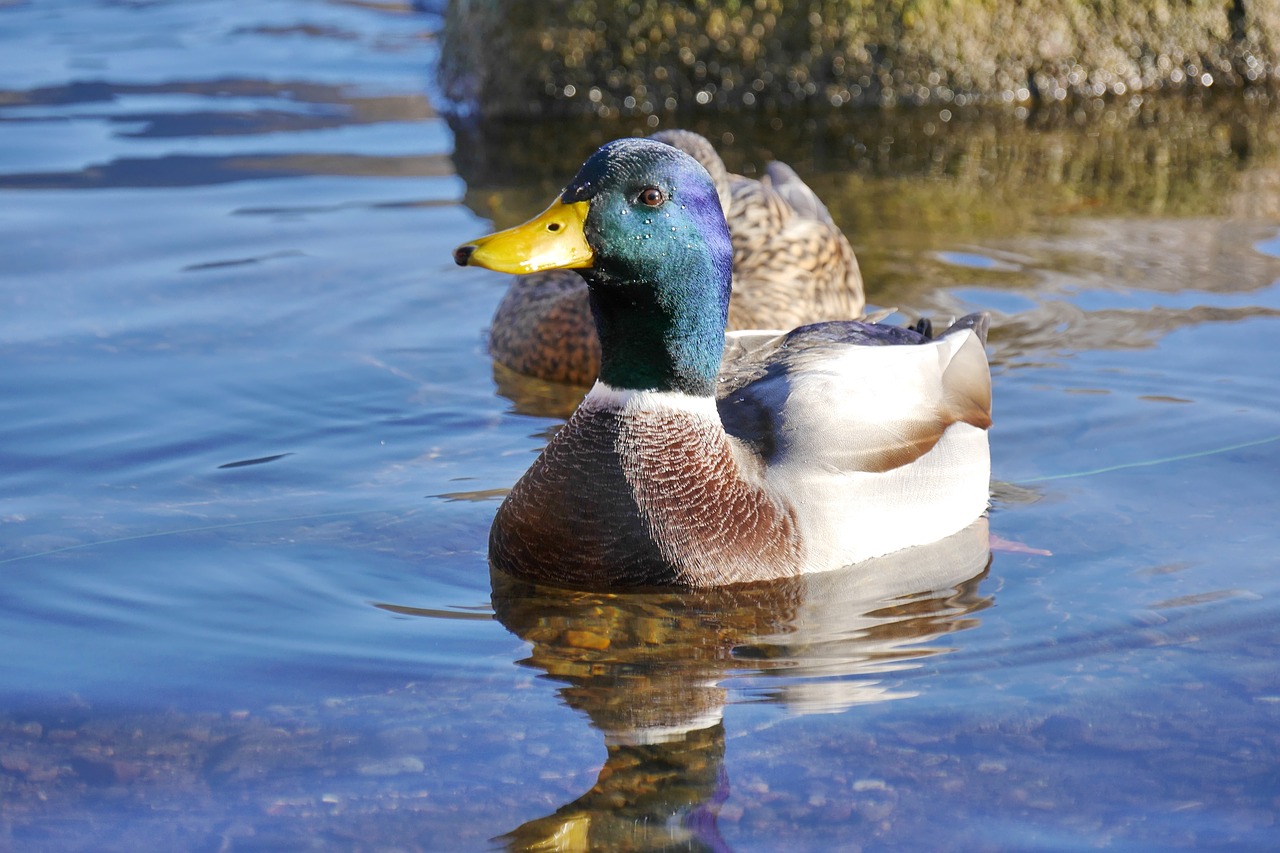 mallard drake duck free photo