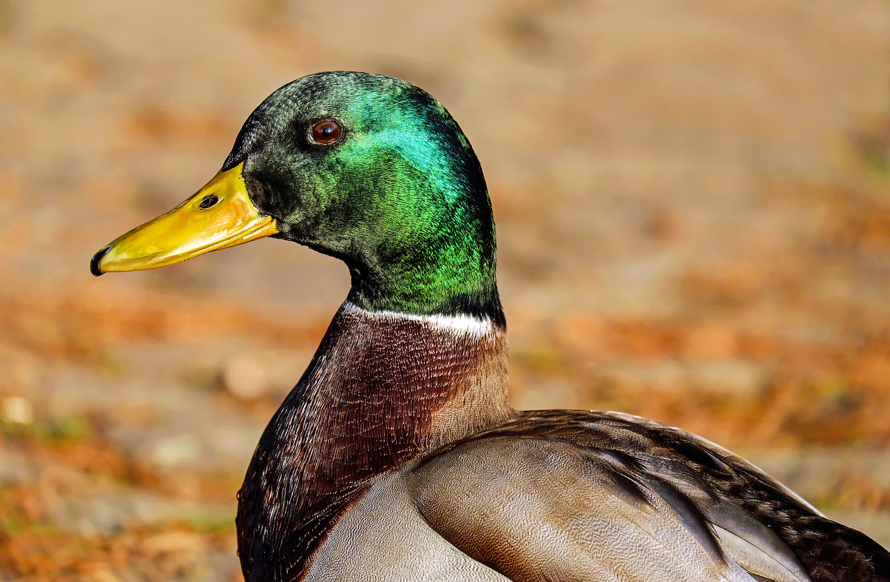 mallard anas platyrhynchos drake free photo