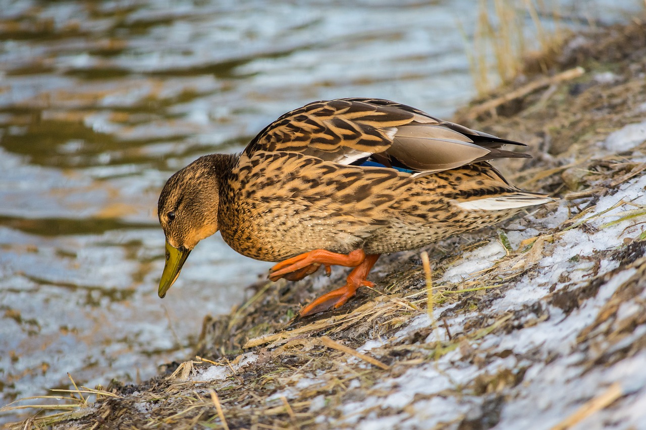 mallard duck anas platyrhynchos free photo