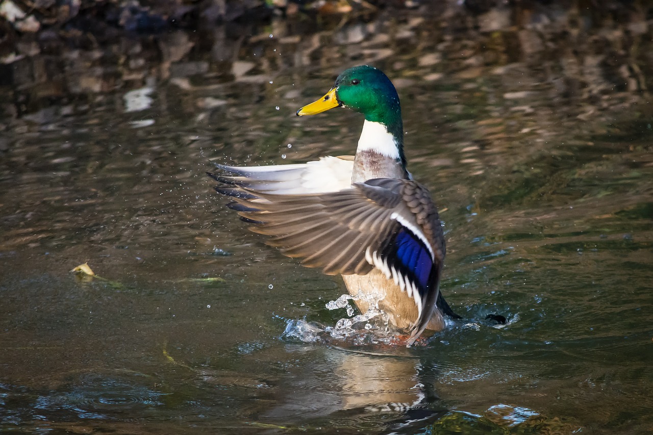 mallard duck anas platyrhynchos free photo