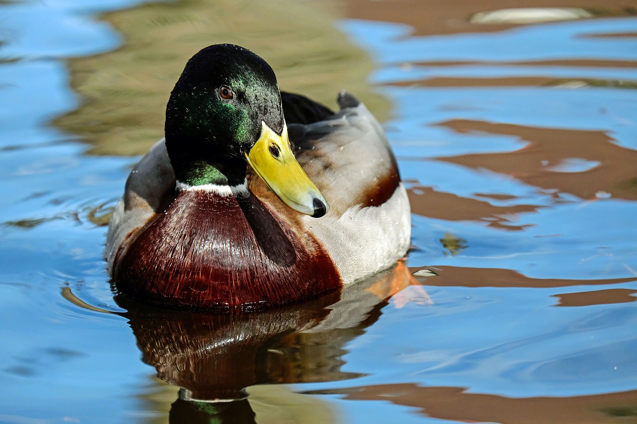 mallard anas platyrhynchos drake free photo