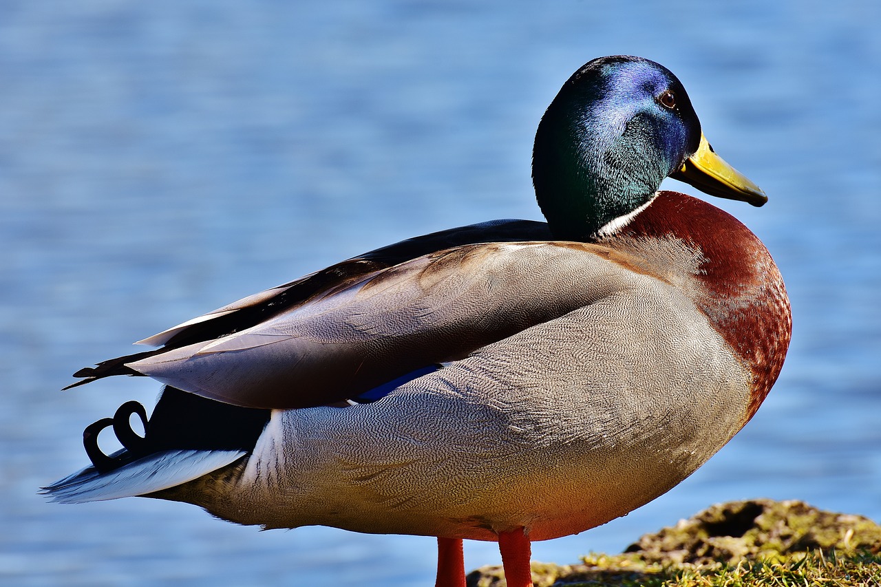 mallard water bird duck free photo