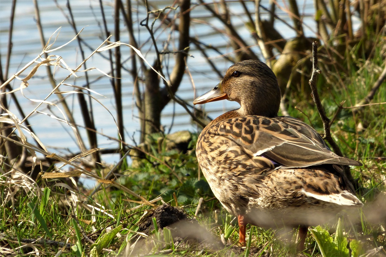 mallard duck water bird free photo