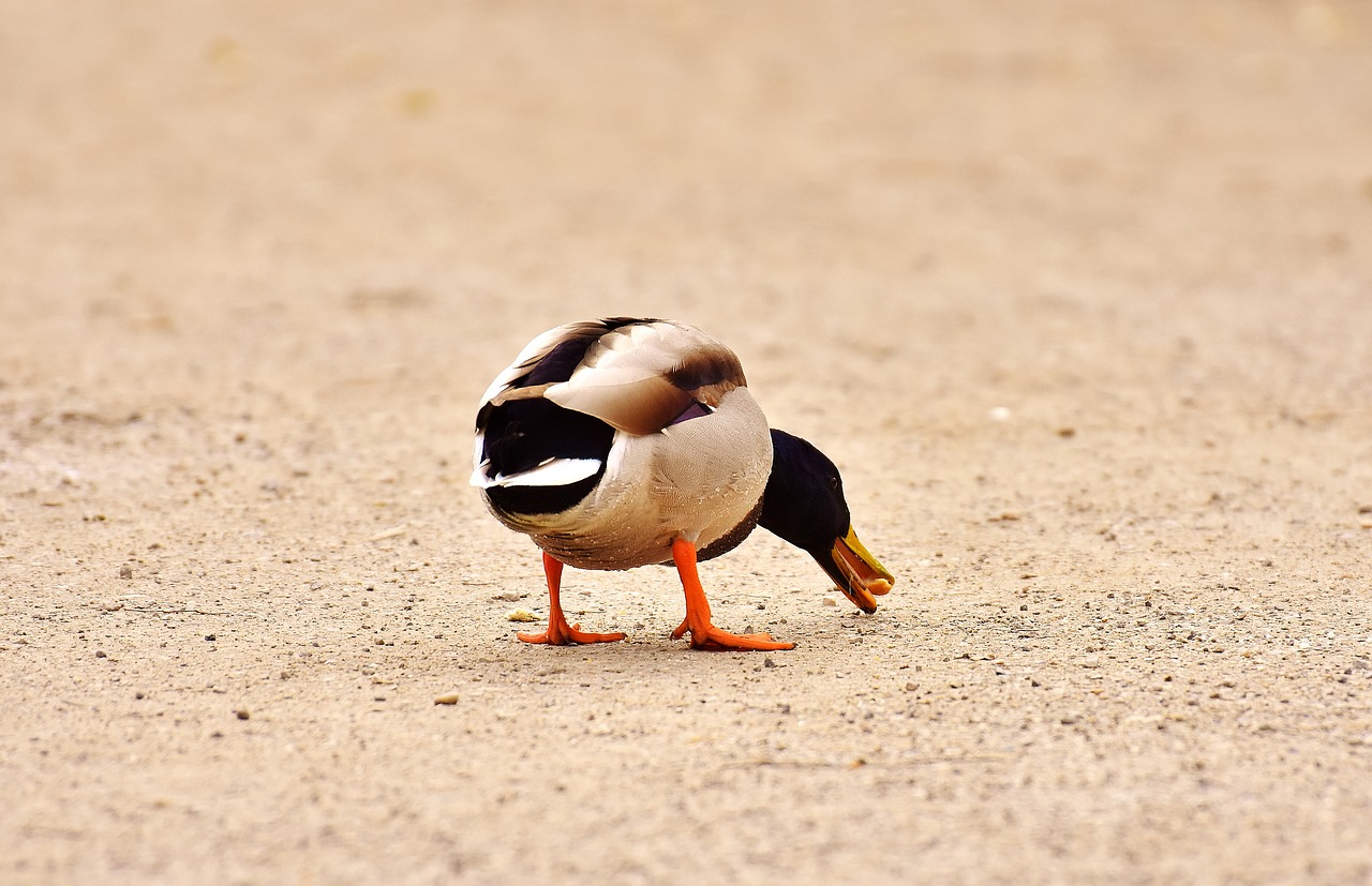 mallard eat food free photo