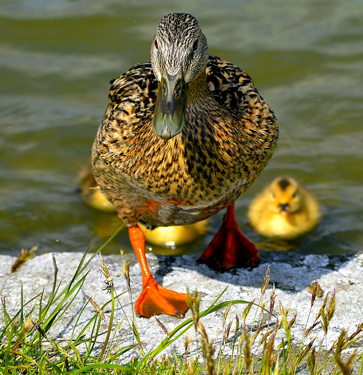 mallard mother ducks free photo
