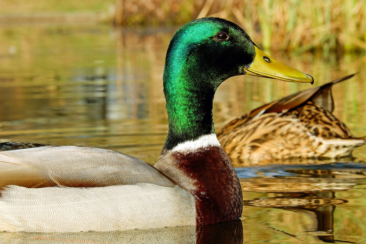 mallard anas platyrhynchos water bird free photo