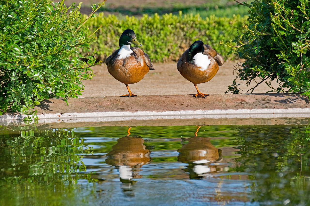 mallard duck anas free photo