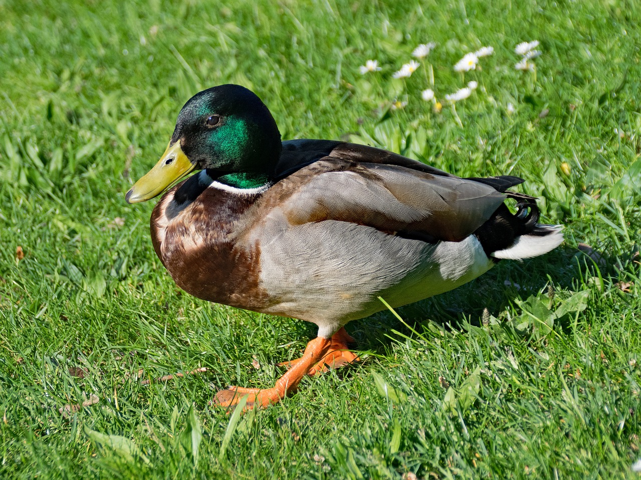 mallard duck anas free photo