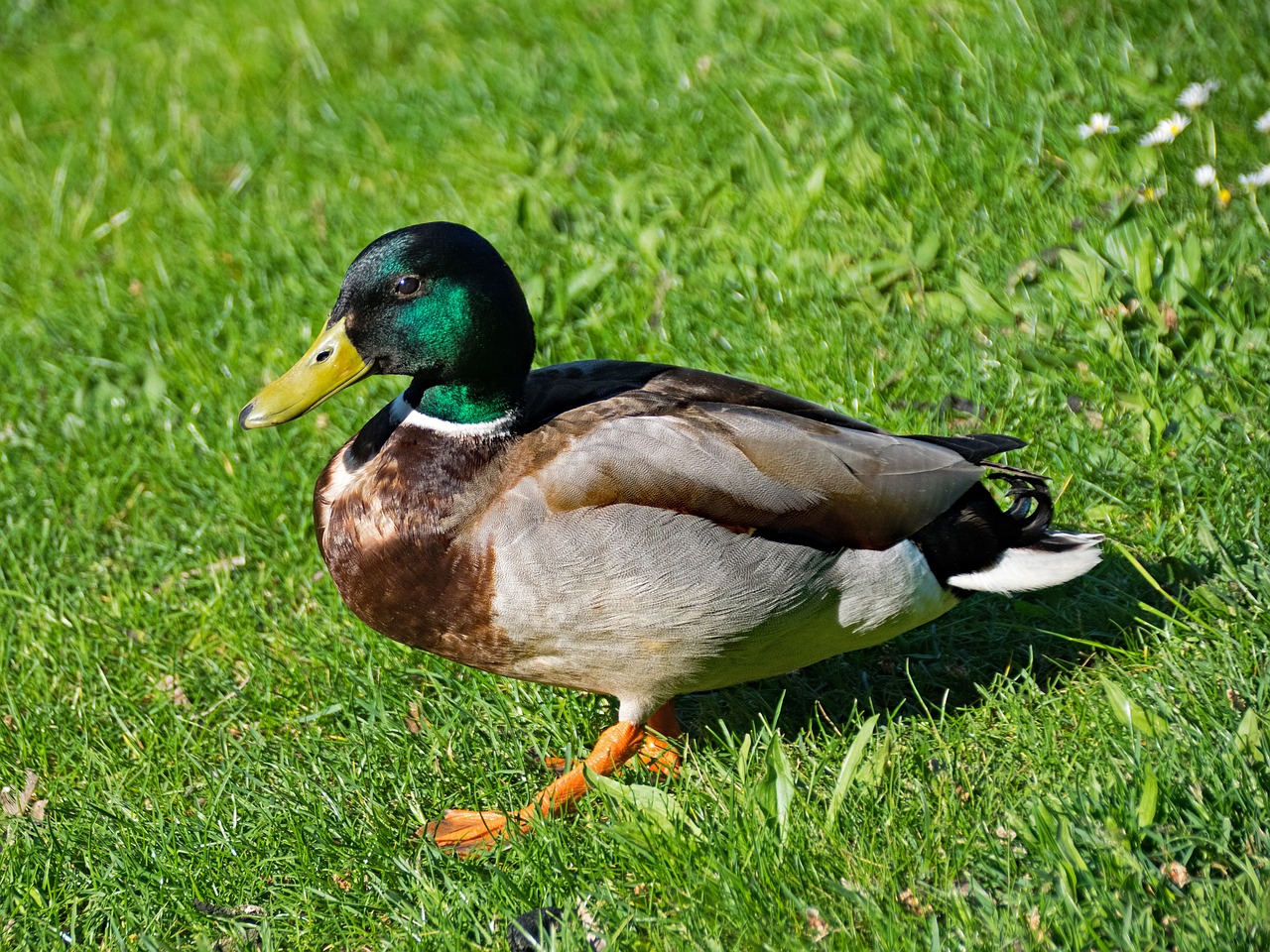 mallard duck anas free photo