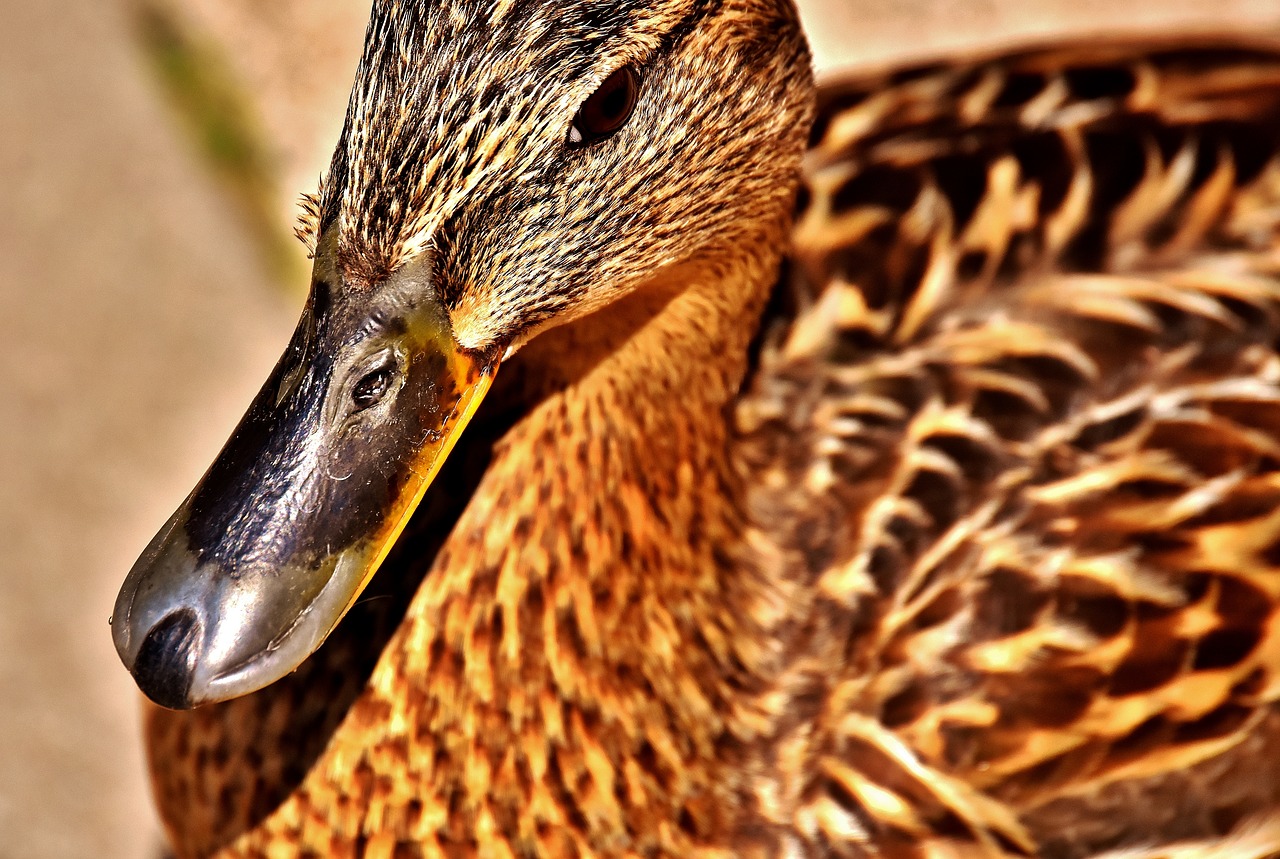 mallard water bird duck free photo