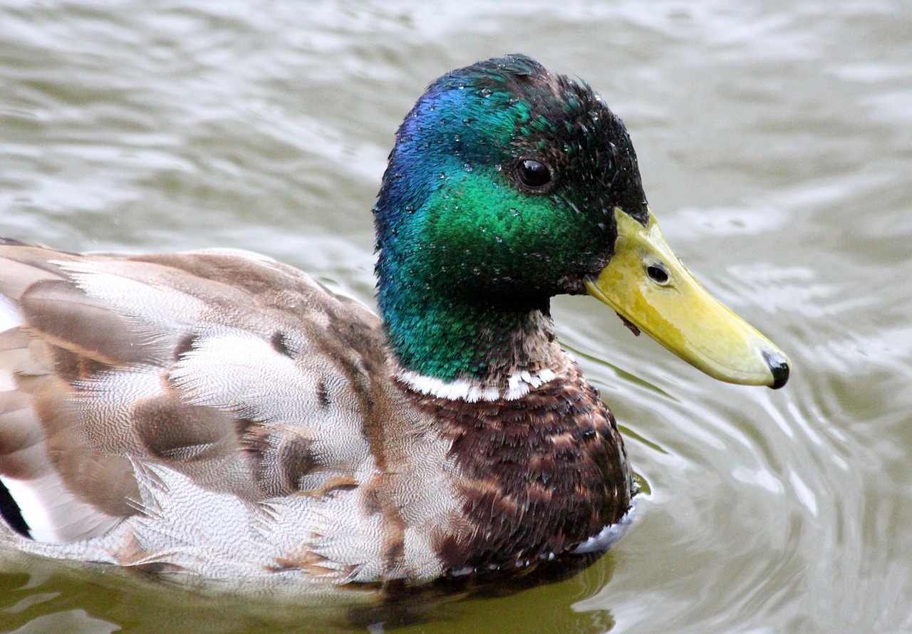 mallard drake duck free photo