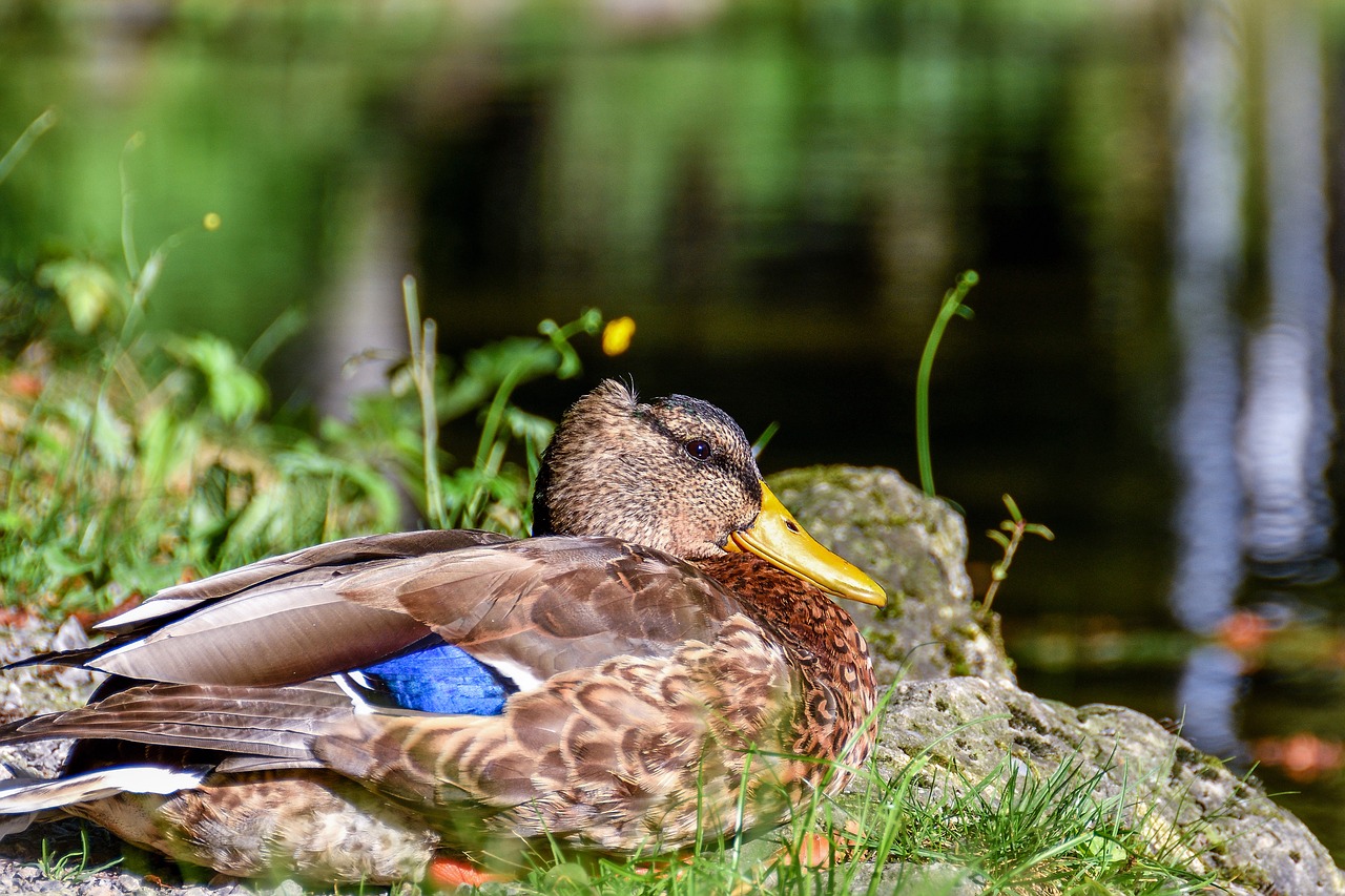 mallard animal water bird free photo