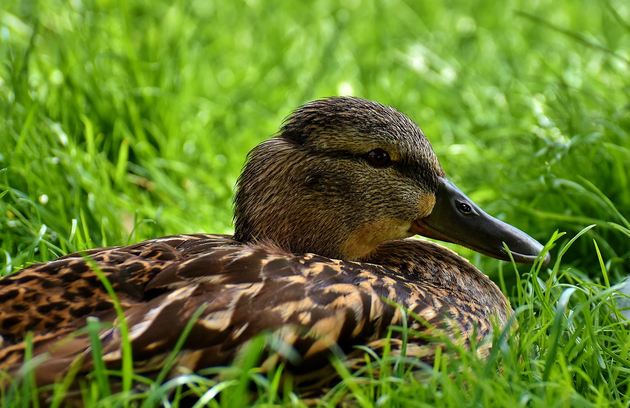 mallard water bird duck free photo