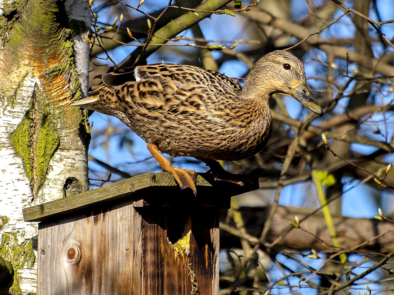 mallard duck water bird free photo