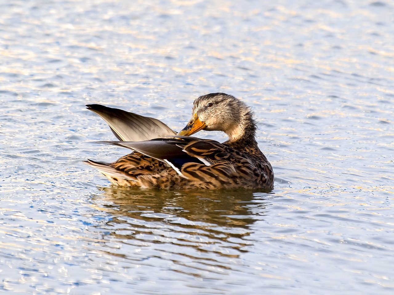 mallard duck bird free photo