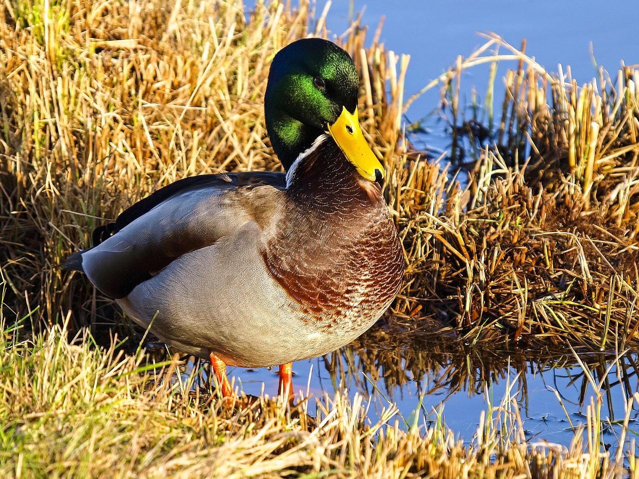 mallard duck bird free photo