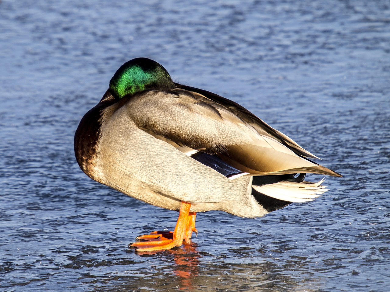 mallard duck bird free photo