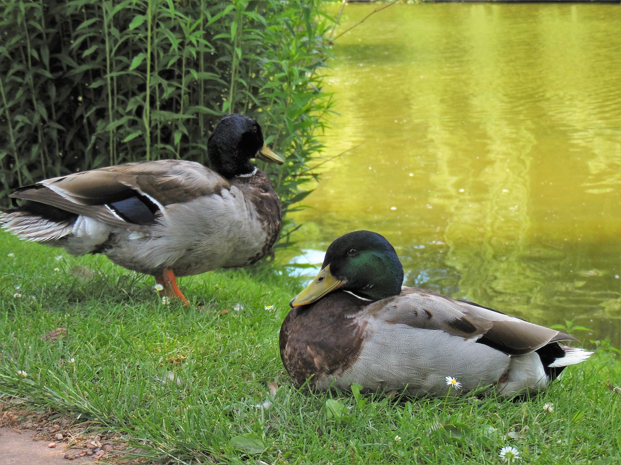 mallard duck water bird free photo