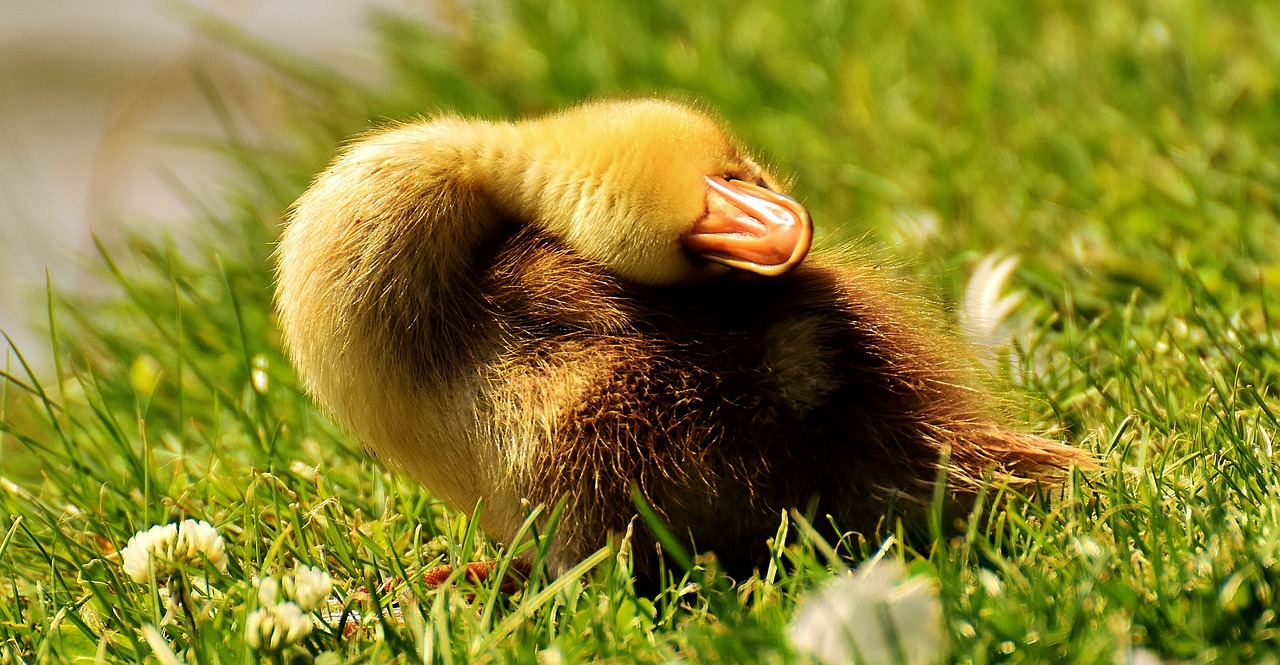 mallard chicks sleep free photo