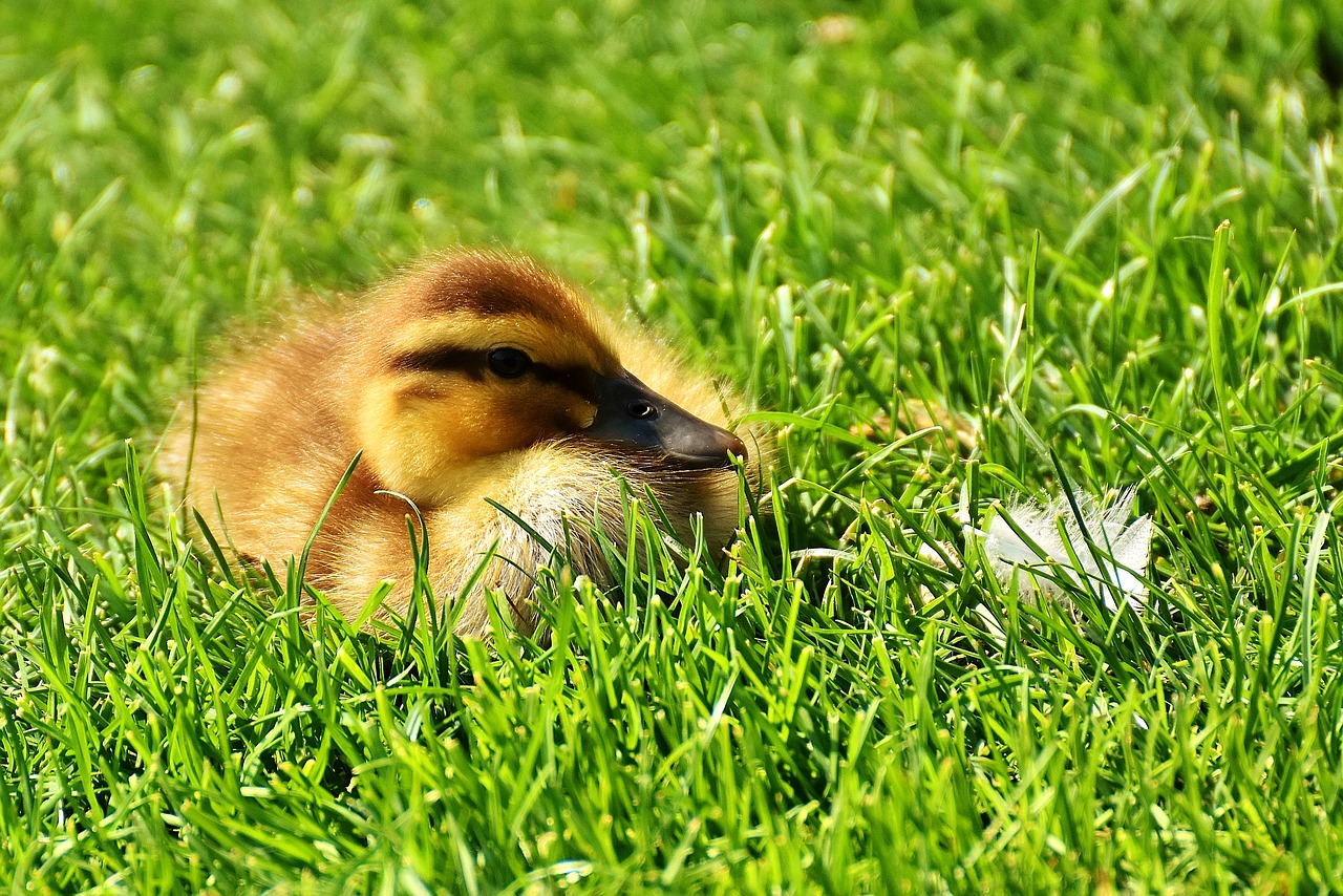 mallard chicks baby free photo