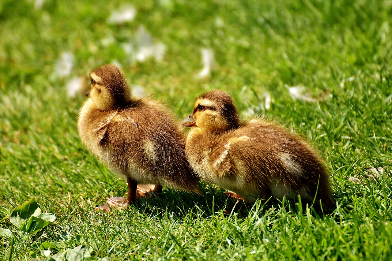 mallard chicks baby free photo