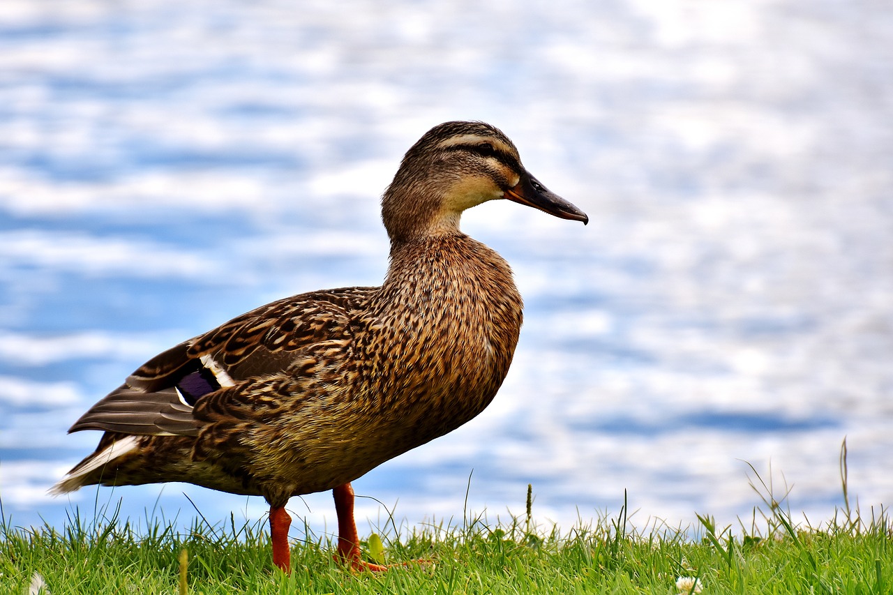 mallard bank pond free photo