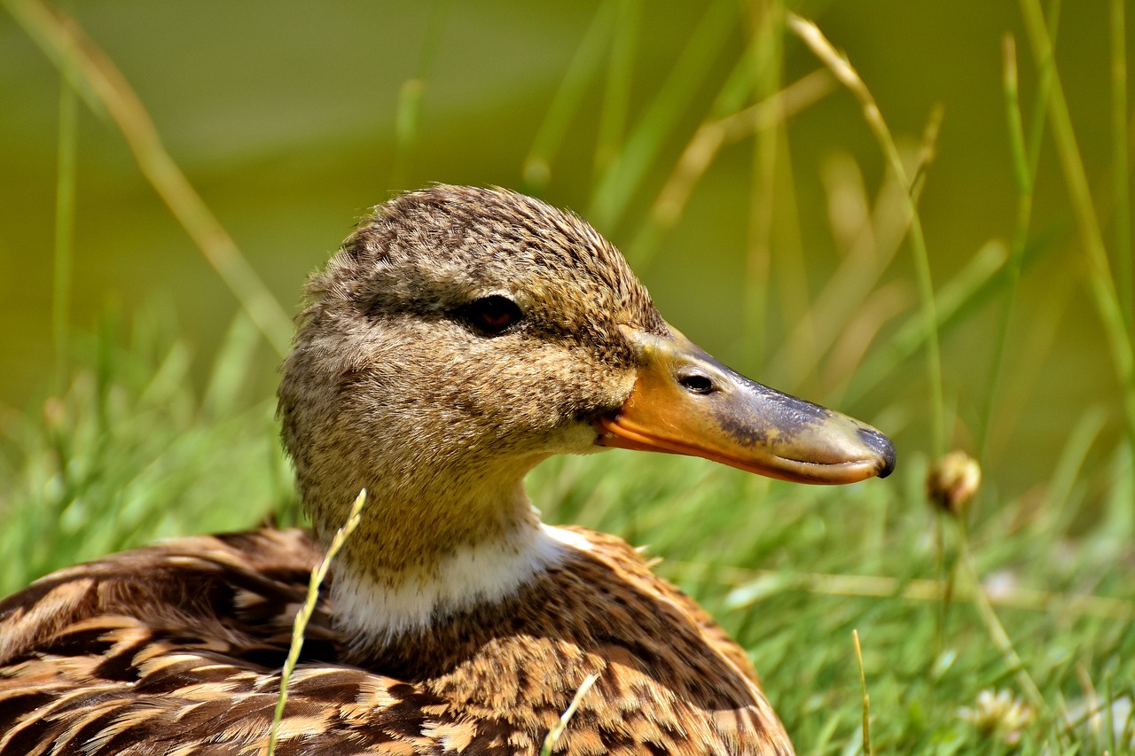 mallard bank pond free photo