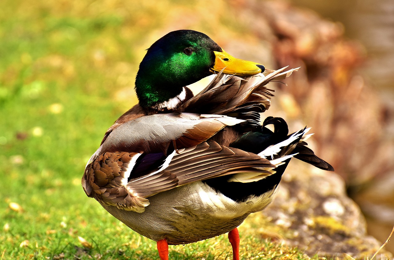 mallard drake colorful free photo