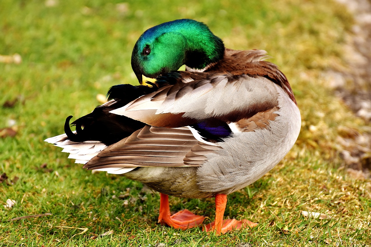 mallard drake colorful free photo