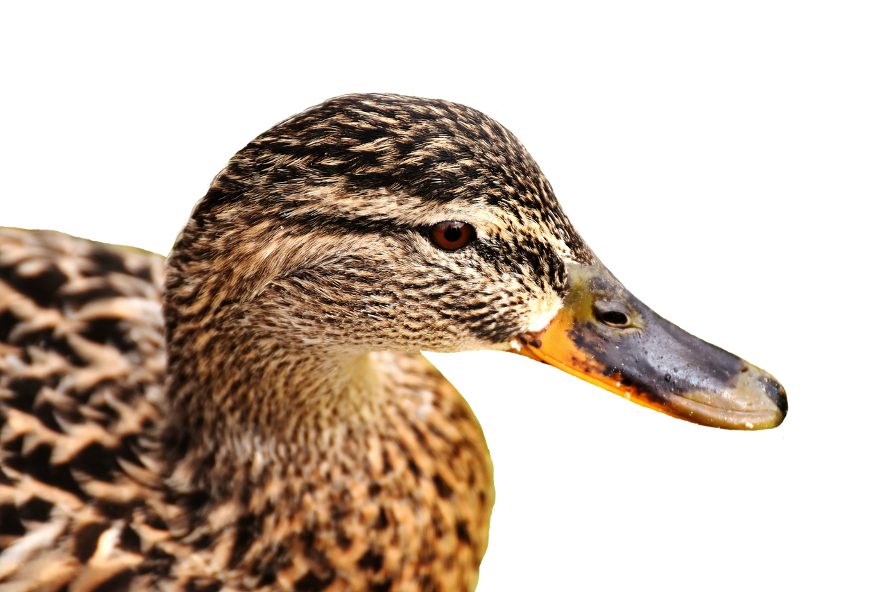 mallard bank pond free photo