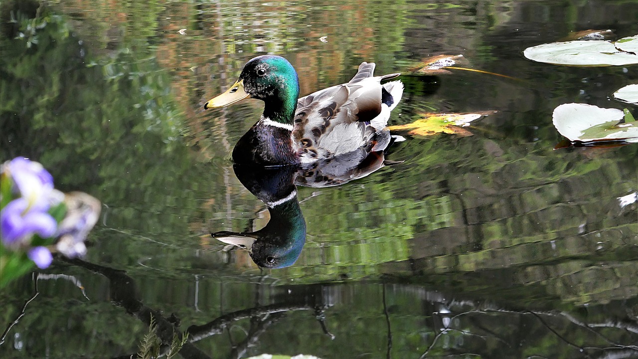 mallard duck reflection free photo